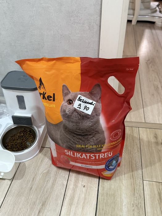 Породистая Кошка Агги