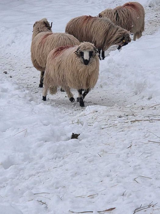 Vând berbecuți breji