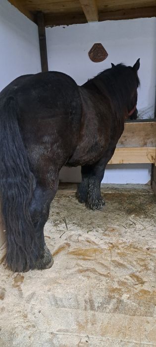 Armăsari de vânzare  !!!