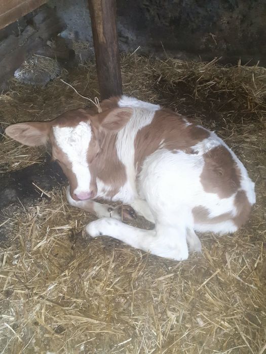 Vând vițică de trei săptămâni bună de lapte preț 2.500 RON
