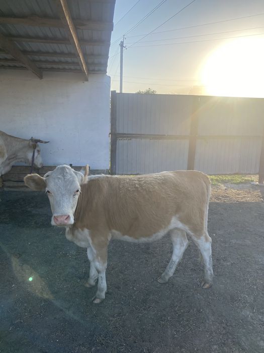Продам