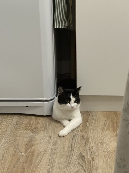Отдам кота кастрированного
