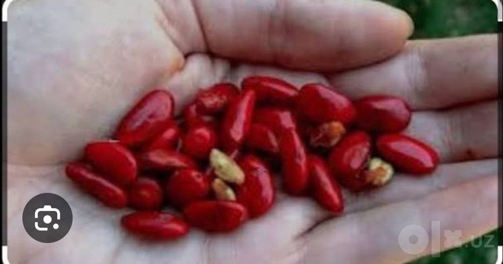 Sotiladi! Magnoliya urug'lari - 100% tabiiy va sifatli. Chiroyli magno