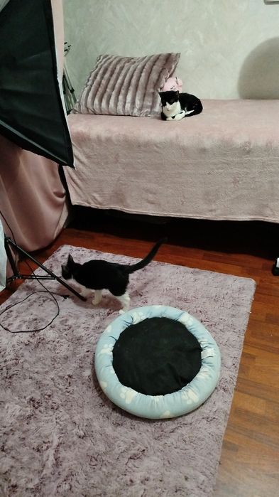 Pet sitter/ Bona ingrijitoare animale de companie.