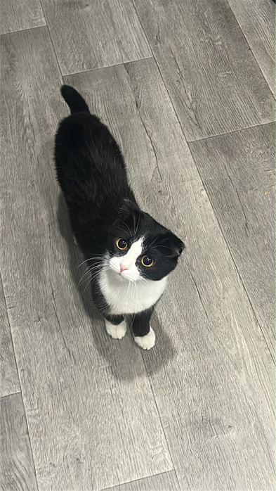 Котенок девочка ищет семью