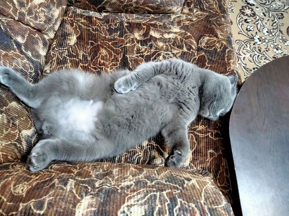 Передержка домашних любимцев