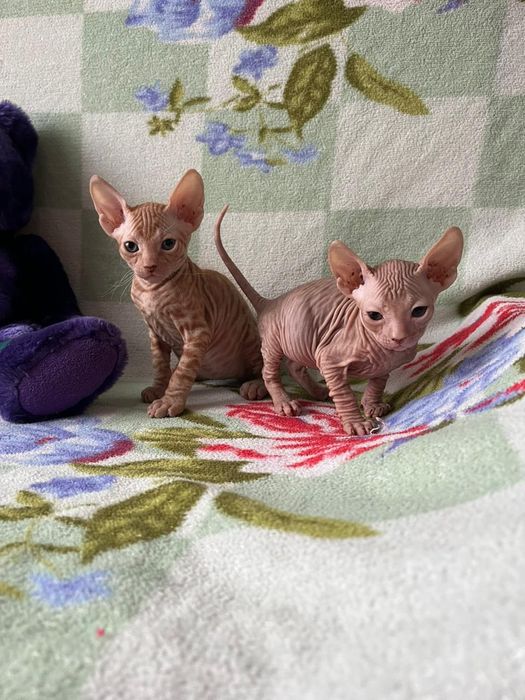 Донской сфинкс. Котята.