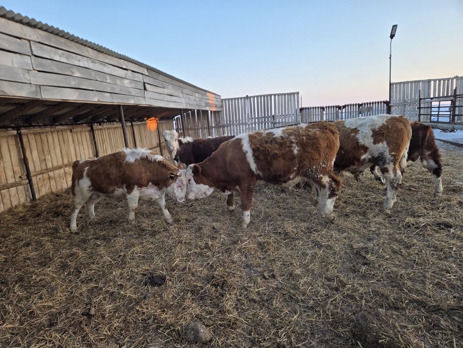 Бык Сементал Чистокровный