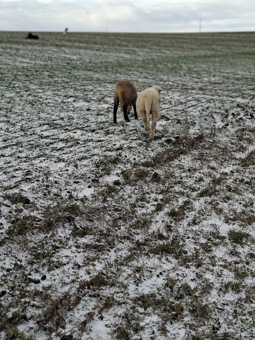 Miei de lapte de vânzare