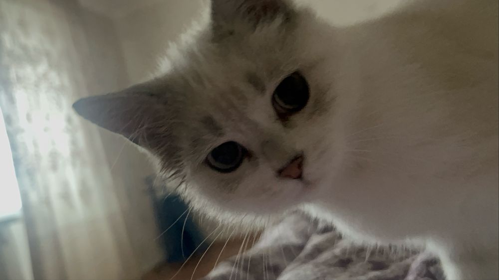 Котенок девочка 3-месяца