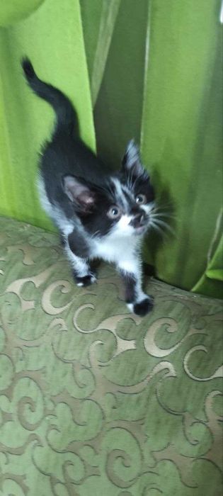 Пристраивается замечательный котёнок