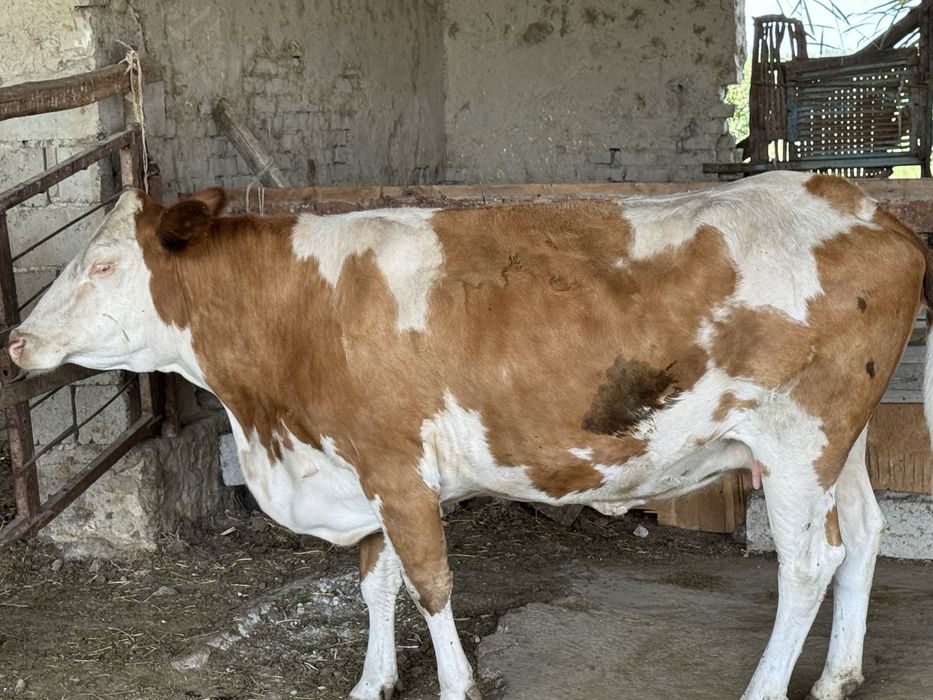 Smental sigir va buqalar