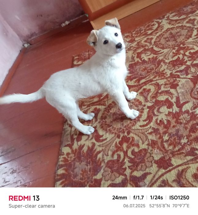 Отдаем щенка в добрые руки