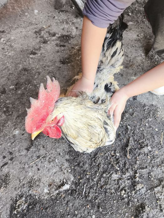 Продается серо черный петух