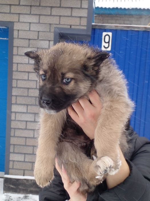 Щенок. Отдам даром.