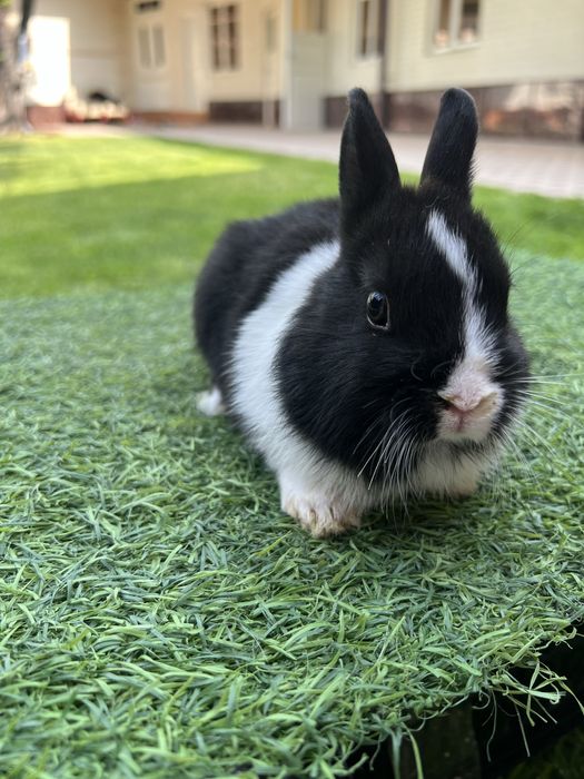 Quyon karlik dekorativ evro paroda