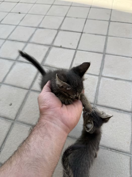 3-оя Котят отдаю в надежные руки