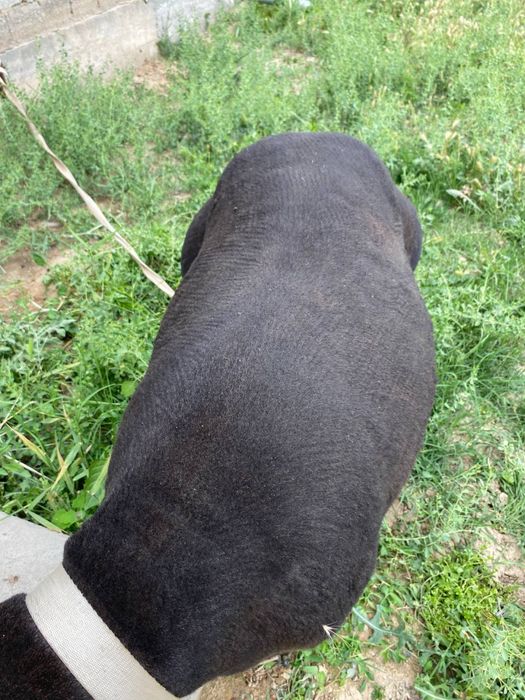 Qoy qochqor sotilad 100+ kg