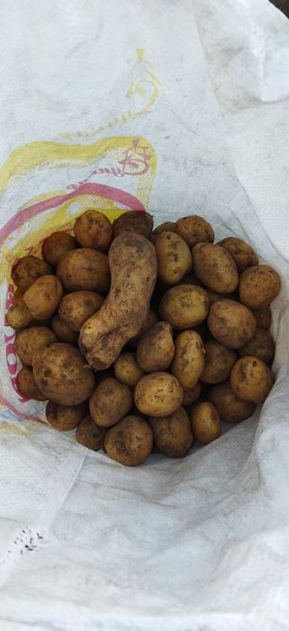 Картофель крупный