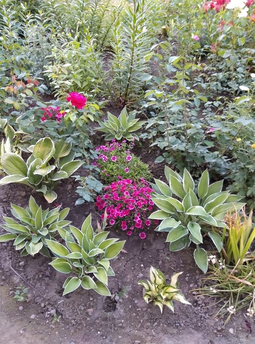 Голландские Лилии