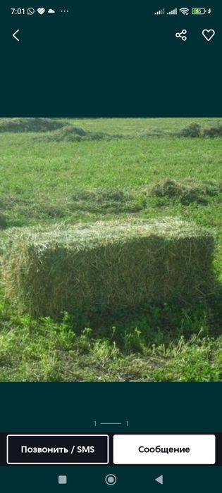 Продам сено чистый клевер