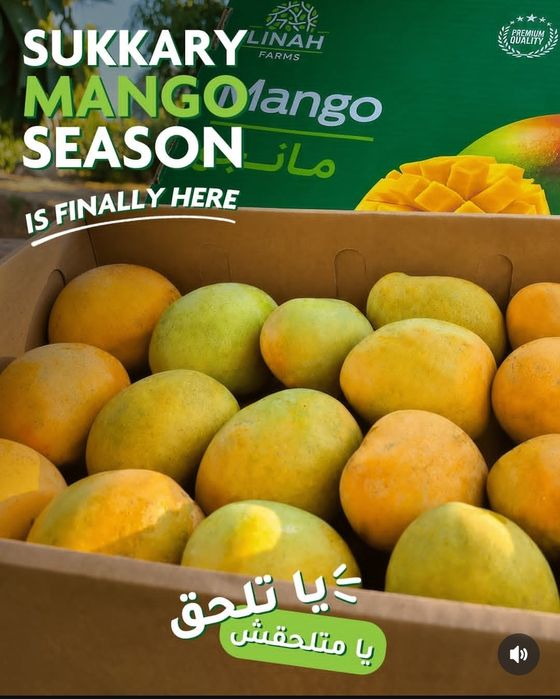 Mango Misrdan faqatgina 40kg,  Манго из Египта