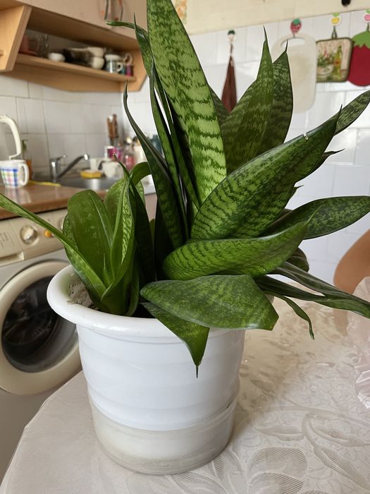 Продам цветок. Сансиверия.