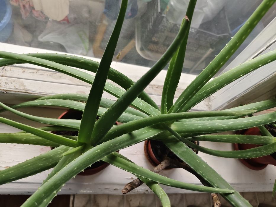 Комнатные цветы алоэ