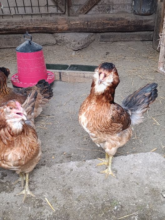 Ouă pt incubat Ameraucana