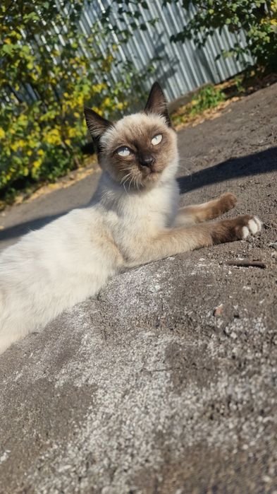Отдам котят в хорошие руки