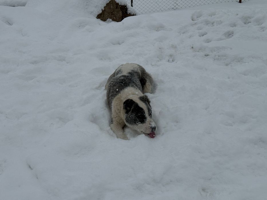 Продаются щенки! Тобет!