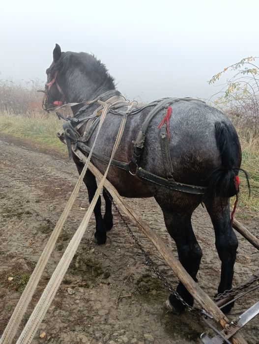 Armăsar de 6 ani judet Cluj