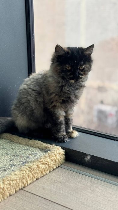 Котенок девочка Ташкент