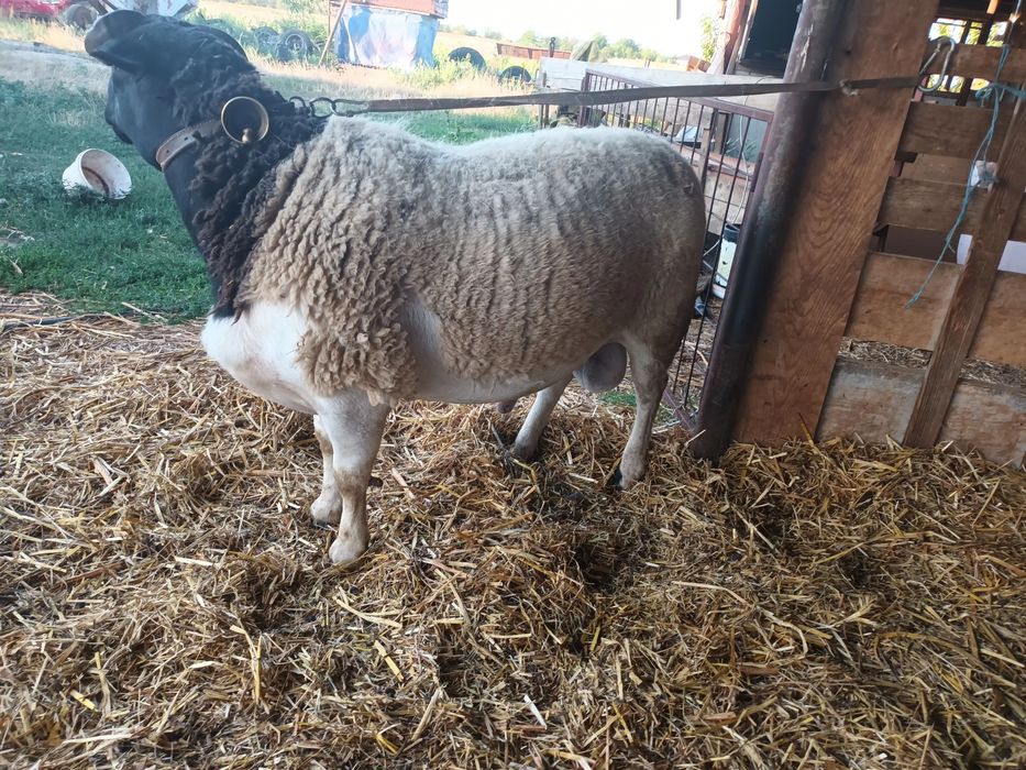 Vând oi dorper și berbeci !