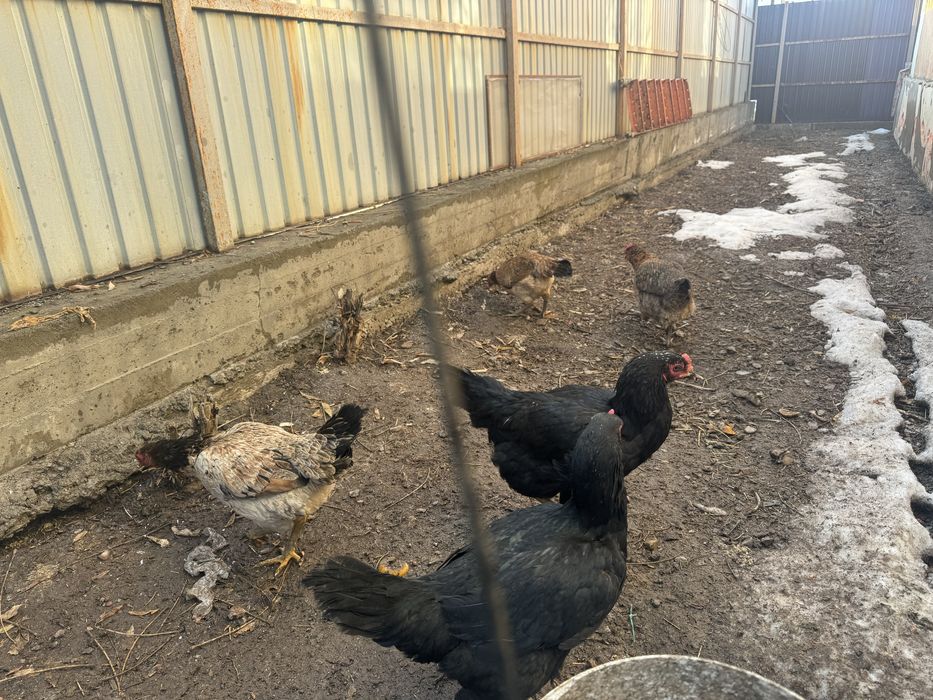 Дакан тауықтар.