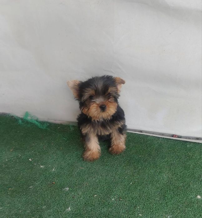 Йоркширски териер