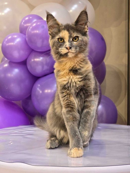 Котенца Мейн куун