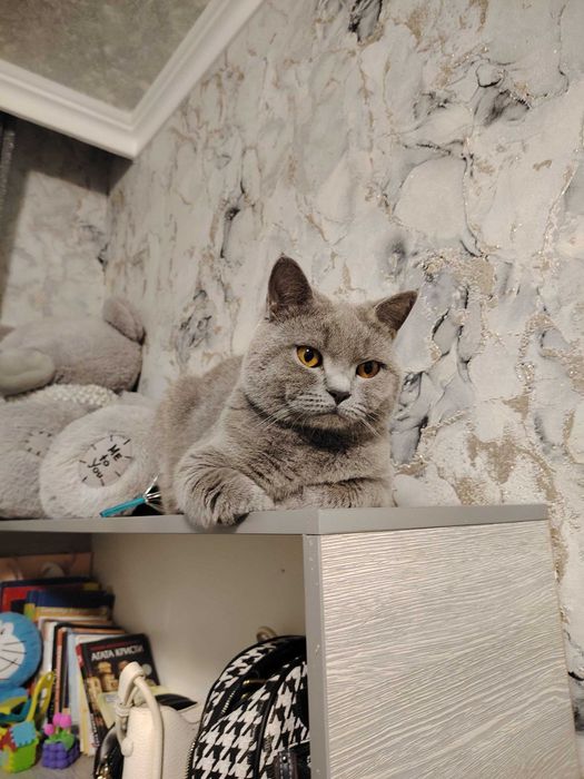 Strayt 8 oylik ismi Viska