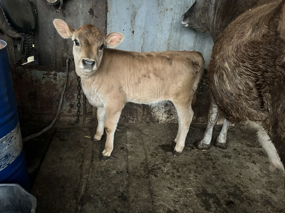 Сауын Сиыр Корова