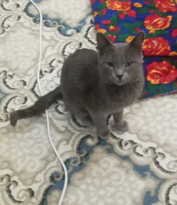 6  айлык еркек пышык