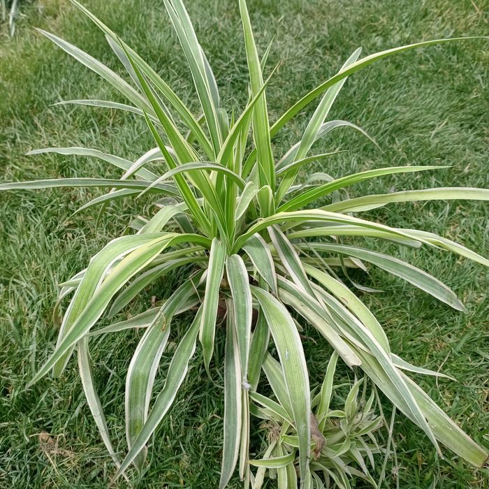 Хлорофитум вариегатный (Chlorophytum variegatum) — 25–30 см