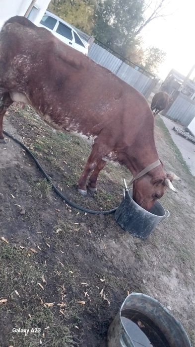 Продам корову 5 отелков