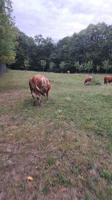 Vand vaca gestanta in 7 luni