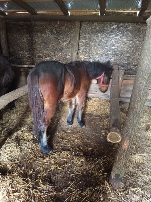 Vand  manza de 8 luni