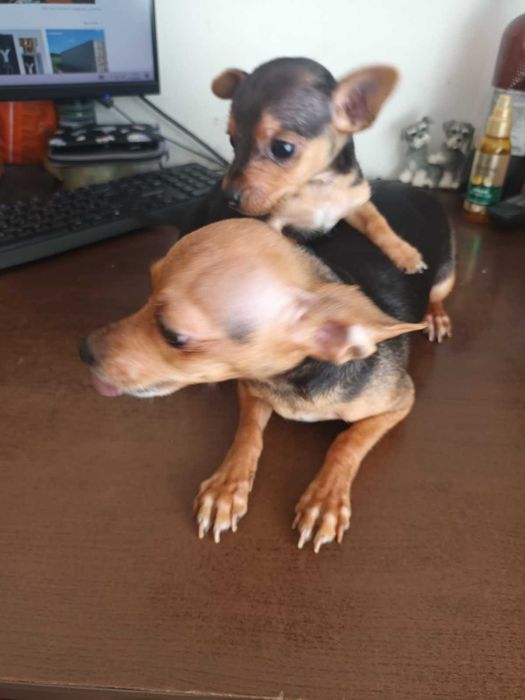 Мъжки мини пинчер