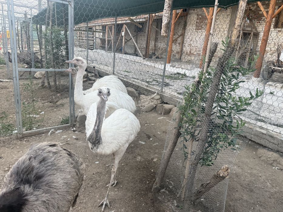 Яйца за люпене или  ядене от Нанду