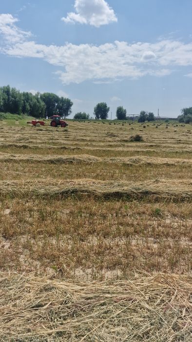 Жонышка люцерна  арпа