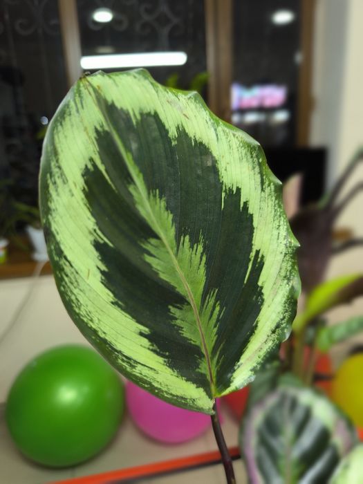 Комнатное растения "Калатея"
