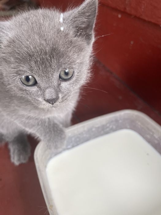 Кошечка 1,5 месяца