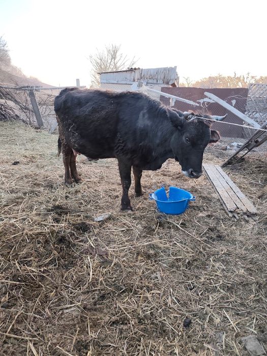 Продам Корову  Алатауской породы